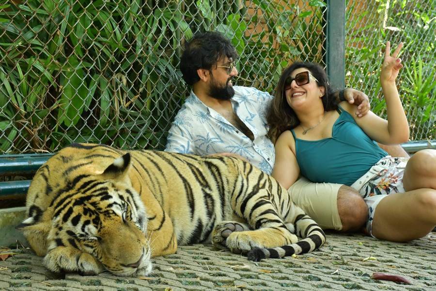 a very sleepy tiger